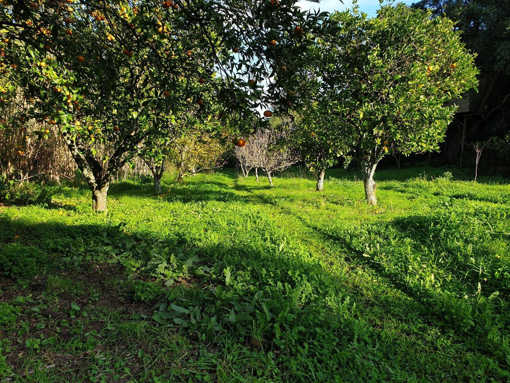 Quinta De Sao Pedro Villa Sobreda Eksteriør bilde
